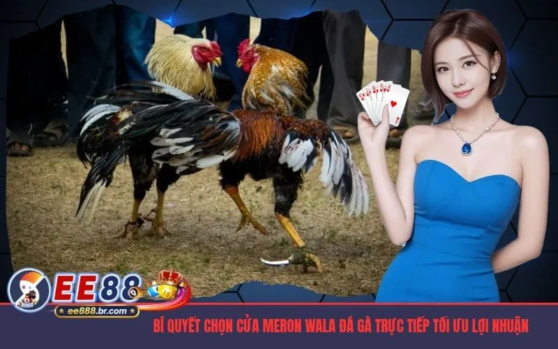 Bí Quyết Chọn Cửa Meron Wala Đá Gà