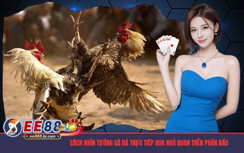 Cách nhìn tướng gà đá trực tiếp qua ngũ quan trên phần đầu