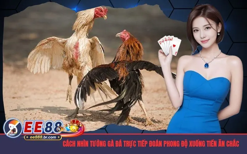 Cách Nhìn Tướng Gà Đá Trực Tiếp