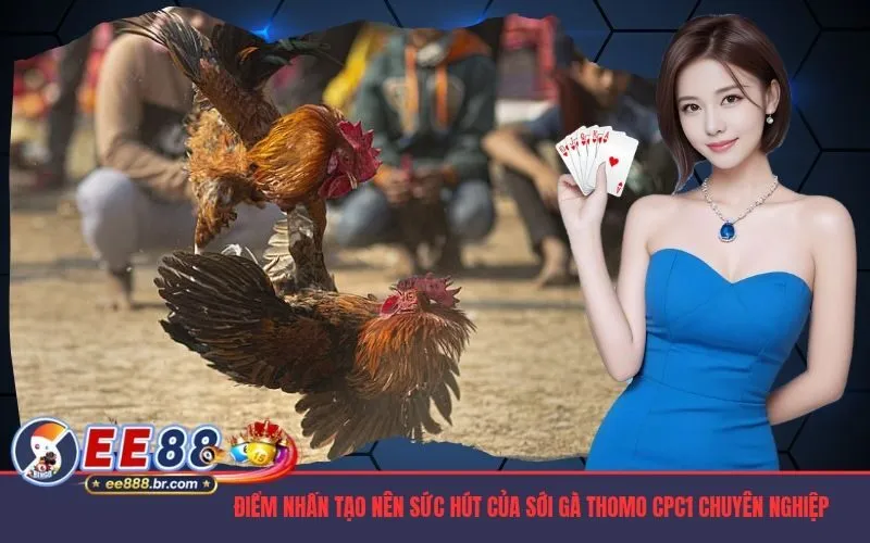 Điểm nhấn tạo nên sức hút của sới gà thomo cpc1 chuyên nghiệp