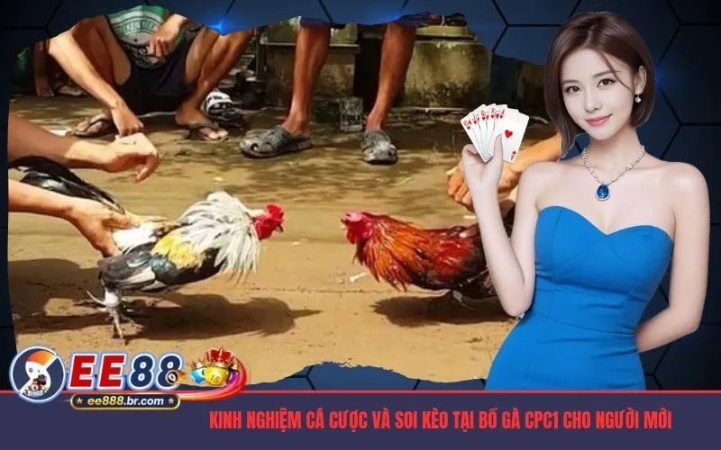 Kinh nghiệm cá cược và soi kèo tại bồ gà cpc1 cho người mới
