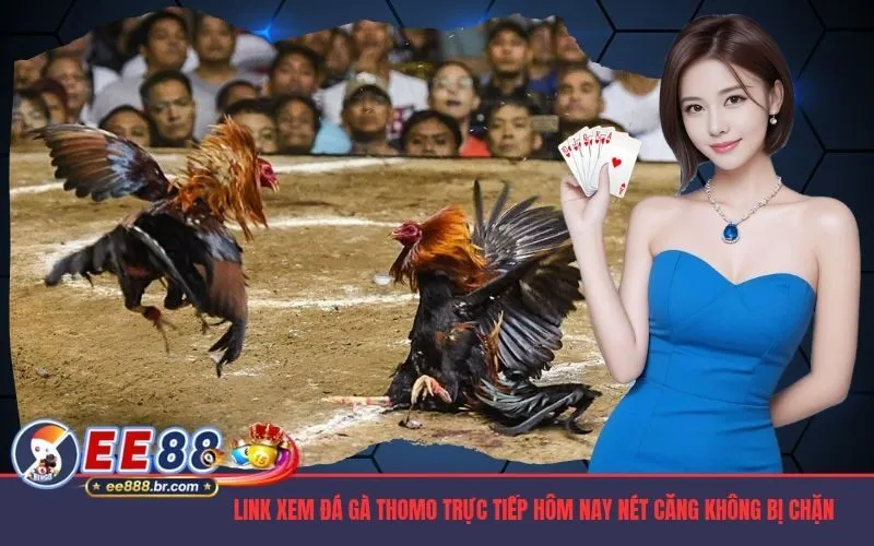 Link Xem Đá Gà Thomo Trực Tiếp
