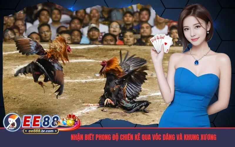 Nhận biết phong độ chiến kê qua vóc dáng và khung xương