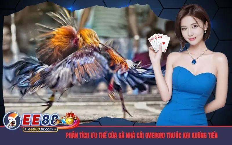 Phân tích ưu thế của gà nhà cái (Meron) trước khi xuống tiền