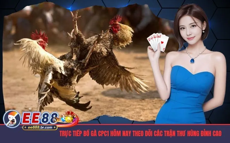 Trực Tiếp Bồ Gà CPC1